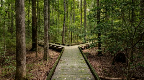 raised path through the woods splitting left and right 